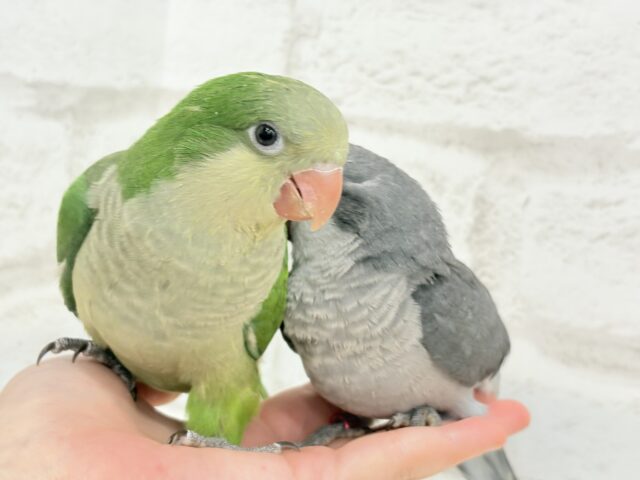 【動画更新🪄】おめめくりくり♡目ヂカラが魅力的🦜💖オキナインコ(ノーマル) ヒナ オキナインコ