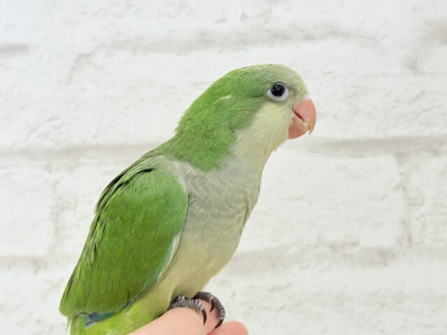 【動画更新🪄】おめめくりくり♡目ヂカラが魅力的🦜💖オキナインコ(ノーマル) ヒナ オキナインコ