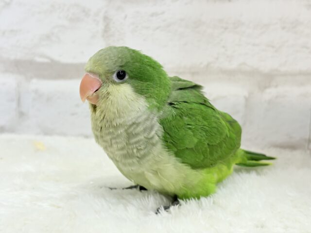 【動画更新🪄】おめめくりくり♡目ヂカラが魅力的🦜💖オキナインコ(ノーマル) ヒナ オキナインコ