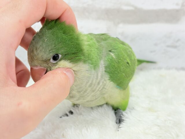 【動画更新🪄】おめめくりくり♡目ヂカラが魅力的🦜💖オキナインコ(ノーマル) ヒナ オキナインコ