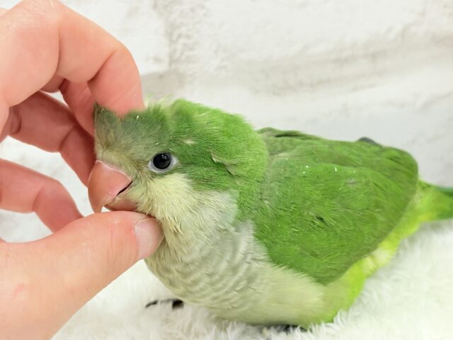 オキナインコ