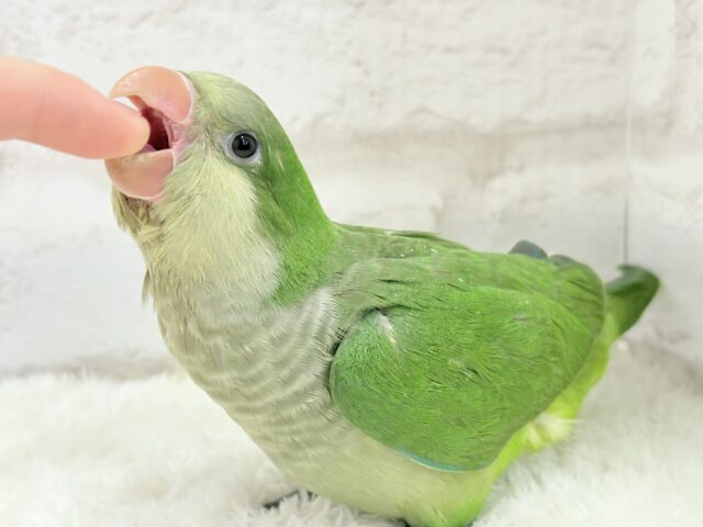オキナインコ