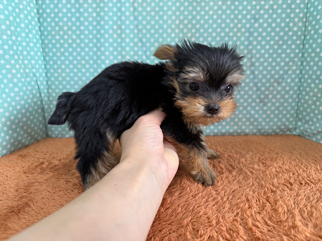 ヨークシャテリア