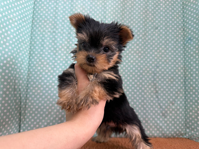 ヨークシャテリア