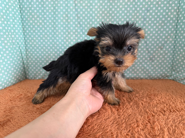 ヨークシャテリア