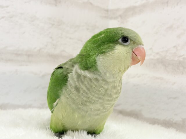 【動画更新🪄】おめめくりくり♡目ヂカラが魅力的🦜💖オキナインコ(ノーマル) ヒナ オキナインコ