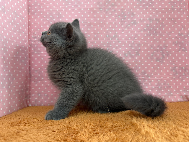 ブリティッシュショートヘア