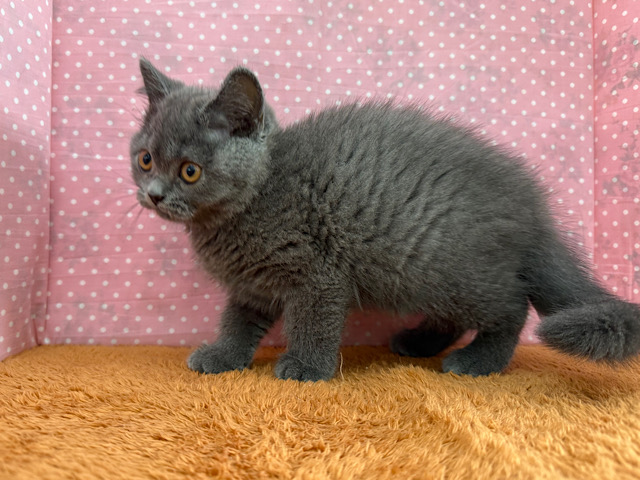 ブリティッシュショートヘア