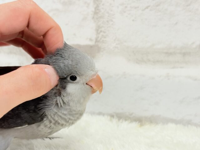 オキナインコ