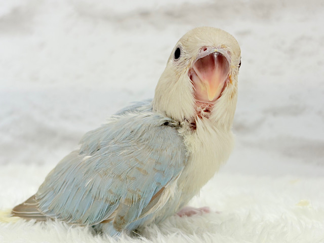 カメラ目線が得意なのっ♬*°コザクラインコ(ターコイズシナモンオパーリン) ヒナ