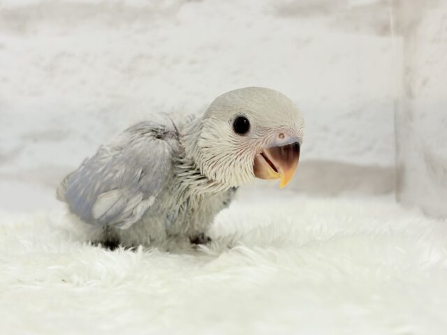 コザクラインコ（小桜インコ）