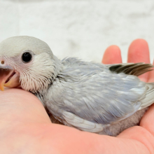 麗し🫧美鳥さん🐣💗コザクラインコ(マーブルバイオレット) ヒナ