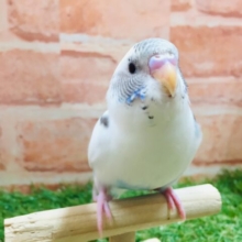 ごましおちゃん⭐️⭐️ セキセイインコ (白ハルクイン)