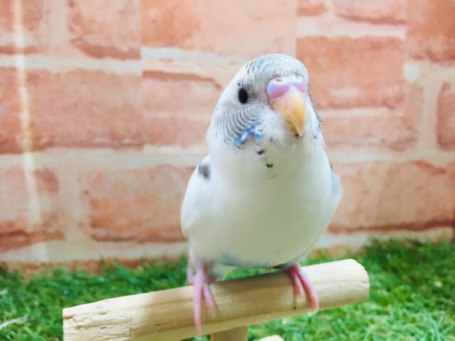 ごましおちゃん⭐️⭐️ セキセイインコ (白ハルクイン)