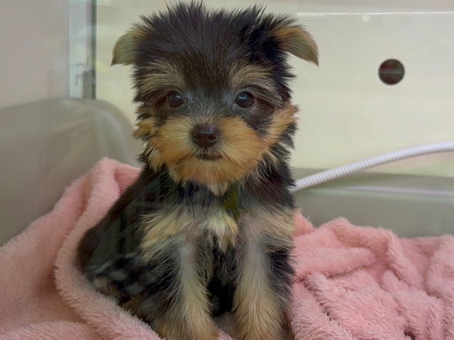 ヨークシャテリア