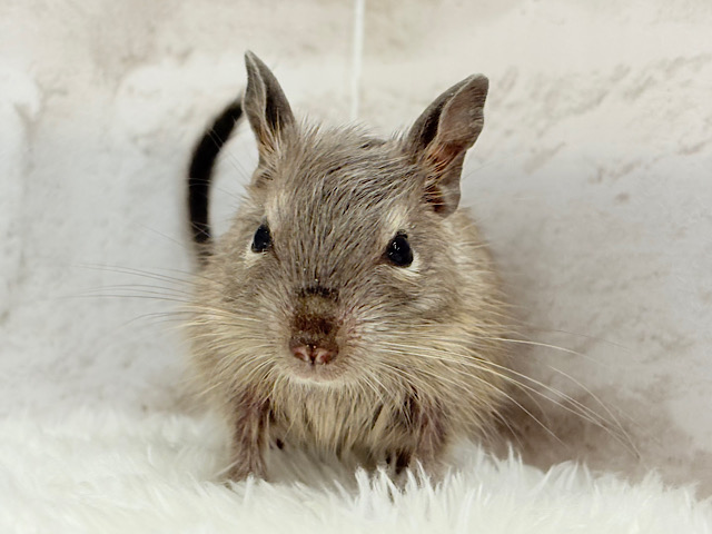 お顔が可愛すぎてる🐭🌸💖デグー(ブルー) 女の子