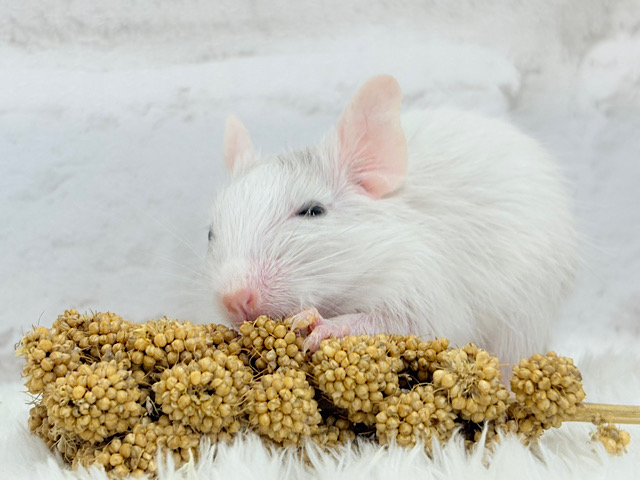 食いしん坊なアクティブガール🐭🍬💗デグー(サンドパイド) 女の子
