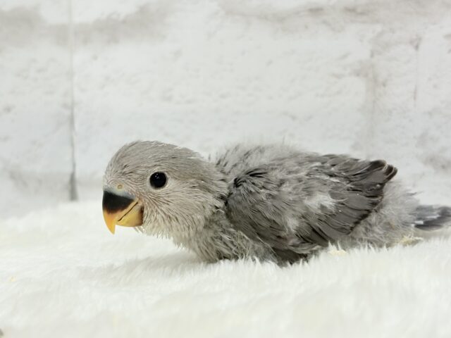 【最新画像更新🪄】あざと可愛い🐣💖コザクラインコ(モーブ) ヒナ コザクラインコ(小桜インコ)