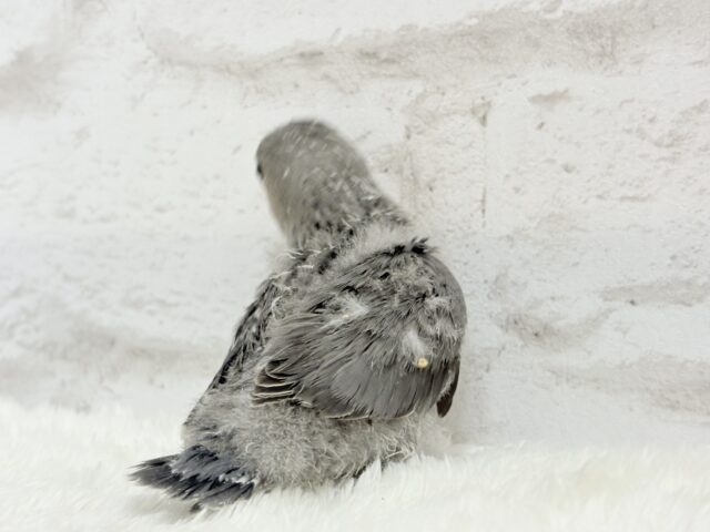 【最新画像更新🪄】あざと可愛い🐣💖コザクラインコ(モーブ) ヒナ コザクラインコ(小桜インコ)