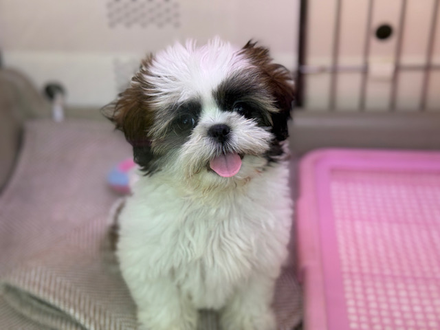 あたちと遊ぼうよ💗愛嬌たっぷりなシーズーの女のコきました🌟