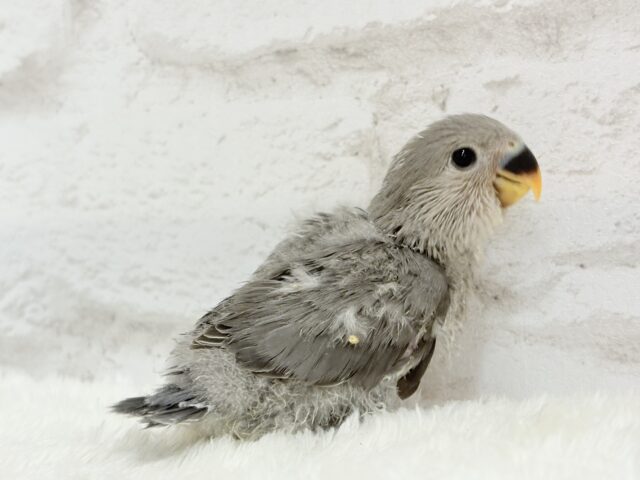 【最新画像更新🪄】あざと可愛い🐣💖コザクラインコ(モーブ) ヒナ コザクラインコ(小桜インコ)