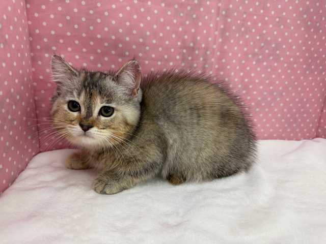 スコティッシュフォールド