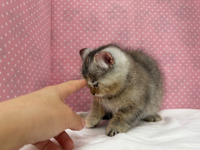 スコティッシュフォールド