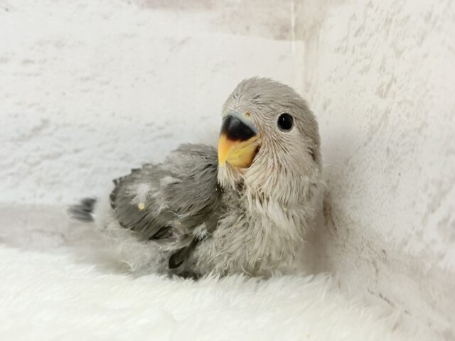 【最新画像更新🪄】あざと可愛い🐣💖コザクラインコ(モーブ) ヒナ コザクラインコ(小桜インコ)