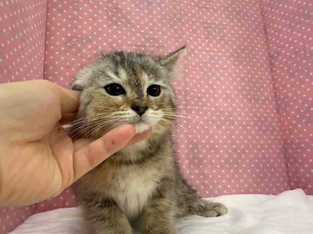 スコティッシュフォールド