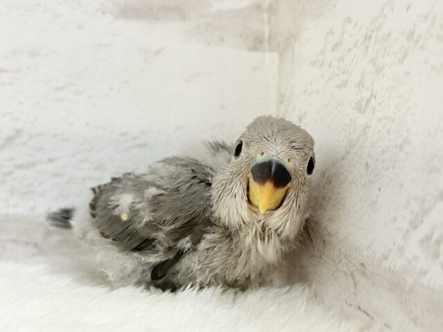 【最新画像更新🪄】あざと可愛い🐣💖コザクラインコ(モーブ) ヒナ コザクラインコ(小桜インコ)