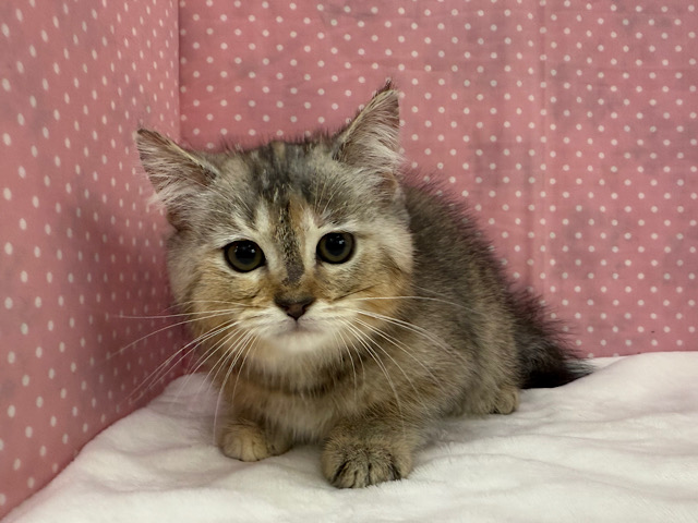 スコティッシュフォールド