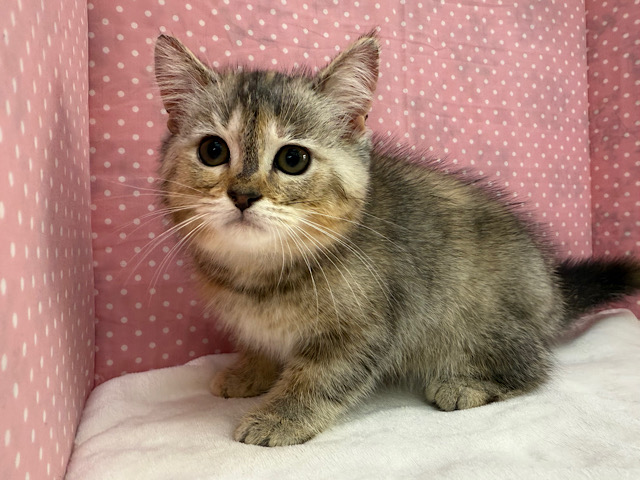 スコティッシュフォールド