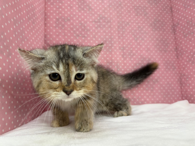 スコティッシュフォールド