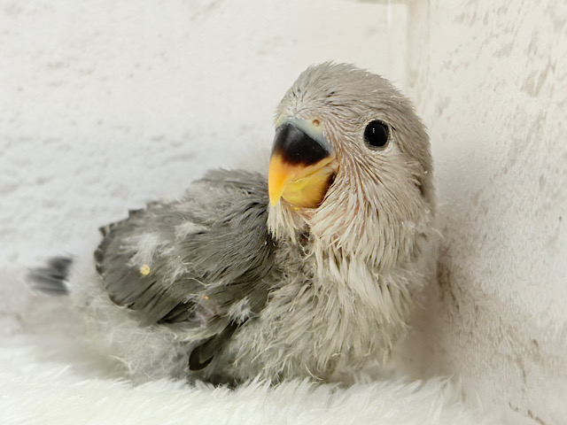 【最新画像更新🪄】あざと可愛い🐣💖コザクラインコ(モーブ) ヒナ 【最新画像更新🪄】あざと可愛い🐣💖コザクラインコ(モーブ) ヒナ