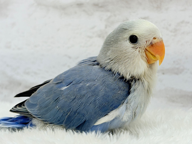 【最新画像更新🪄】優しい色合いとお顔が目印🐣🍬コザクラインコ(バイオレットパイド) ヒナ