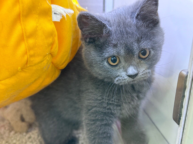 まるまる🩷ツンデレな🩷ブリティッシュショートヘアの女のコきました🌟 ブリティッシュショートヘア