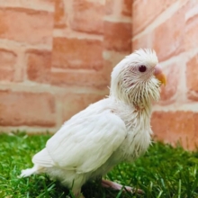 真っ白セキセイちゃん⛄⛄⛄　セキセイインコ（アルビノ）