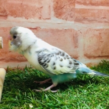 久々に四色ハルクインカラーのセキセイちゃんがやってきましたよ～🎵🎵　セキセイインコ