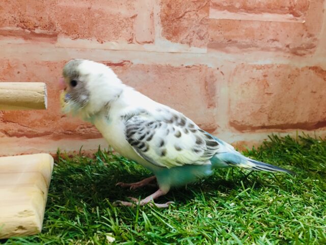 久々に四色ハルクインカラーのセキセイちゃんがやってきましたよ～🎵🎵　セキセイインコ