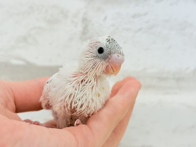 【最新画像更新🪄】おべんと付けて、どこ行くのっ♬セキセイインコ(白ハルクイン) ヒナ セキセイインコ