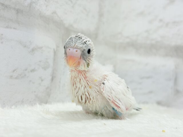 【最新画像更新🪄】おべんと付けて、どこ行くのっ♬セキセイインコ(白ハルクイン) ヒナ セキセイインコ