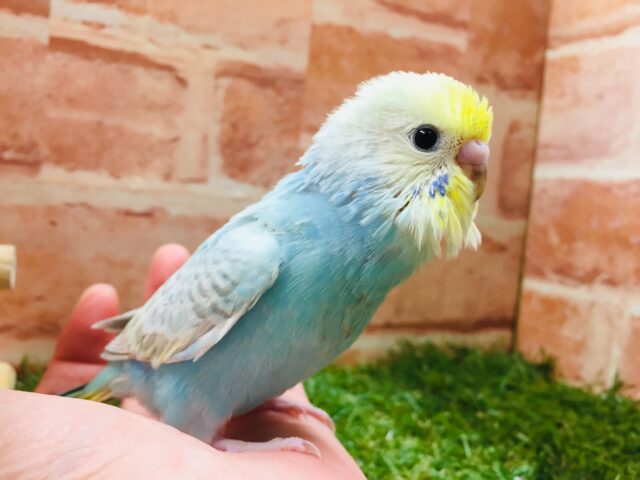 セキセイインコ
