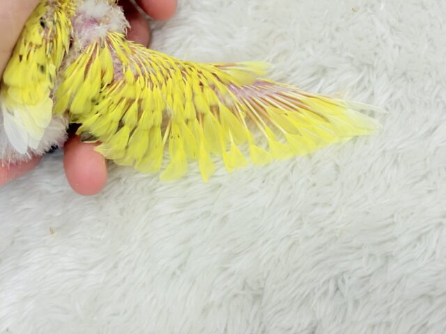 セキセイインコ