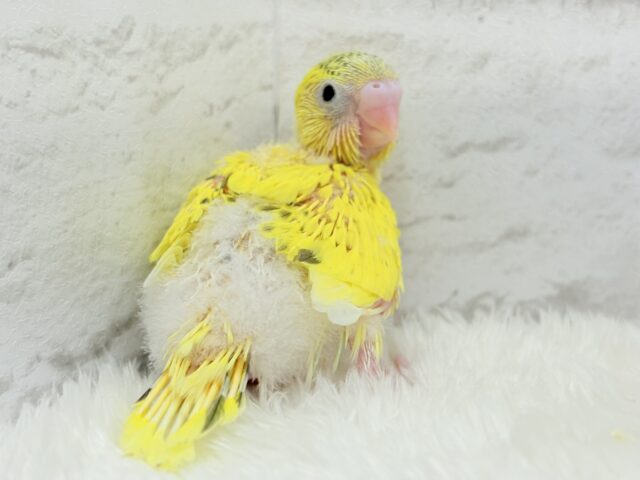 セキセイインコ