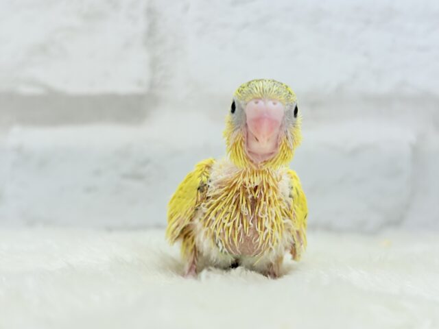 セキセイインコ