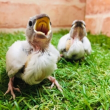 シルバー文鳥さんがやってきましたよ～🎵💗