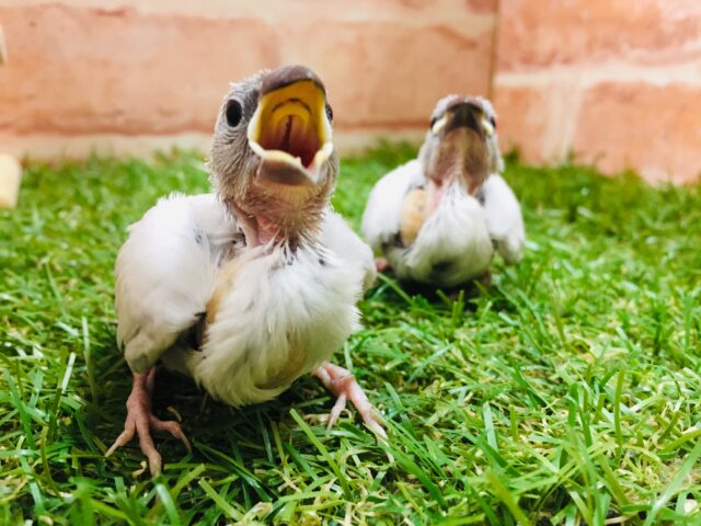 シルバー文鳥さんがやってきましたよ～🎵💗