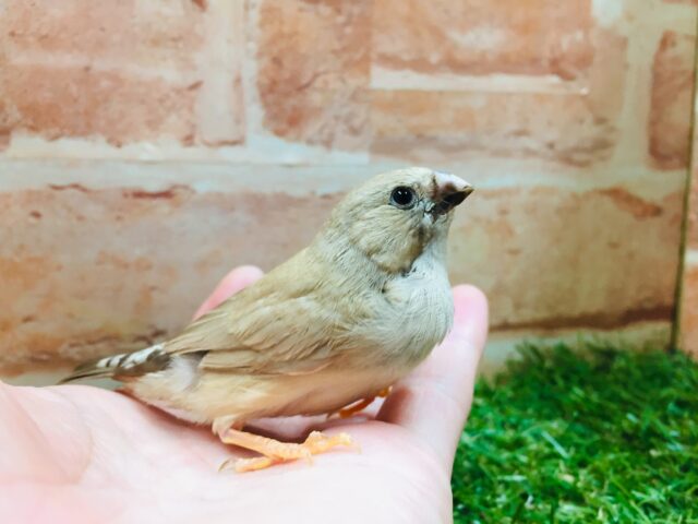 錦花鳥（キンカチョウ）