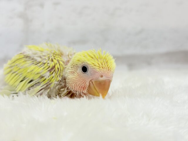 コザクラインコ（小桜インコ）