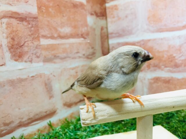 錦花鳥（キンカチョウ）